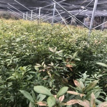 闽楠，桢楠，金丝楠，楠木，金丝楠木
