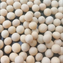 大豆种子黄豆种子老品种，推荐高产早熟矮，黄豆包邮到家！