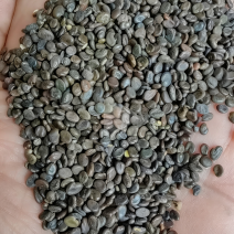 精品黄芪籽