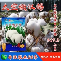 棉花种子太空懒汉棉花种子高产抗虫抗病抗重茬棉花籽种