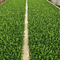 油麦菜苗根系发达成活率高高质量保证可视频看货