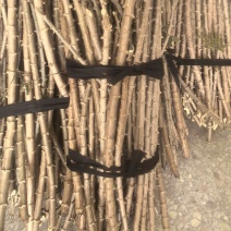 华南9号木薯茎