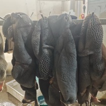 [牛]全熟黑牛肚