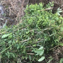 茂名树仔菜和苗