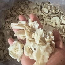东北白玉木耳批发肉厚无根优质品质量大从优