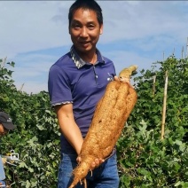 地道好葛藤县和平粉葛扦插苗无渣葛根种植苗