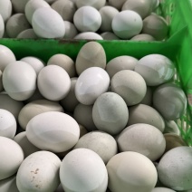 天津静海区绿壳鸡蛋30斤一箱装