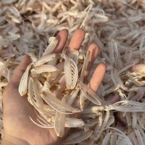 皮皮虾腿干
