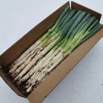 大葱