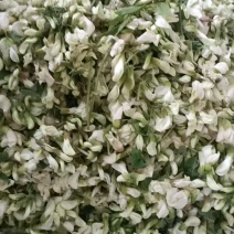 河南南阳洋槐花万亩基地大量供货量大质优价格优惠