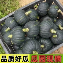 贝贝南瓜一件代发对接各大电商平台