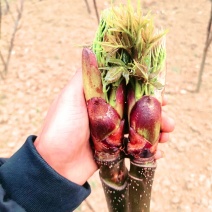 树头菜（刺嫩芽）