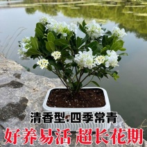 正宗七里香海桐盆栽浓香型驱蚊花卉绿植四季阳台庭院植物耐寒