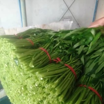 空心菜
