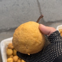 山东丑梨