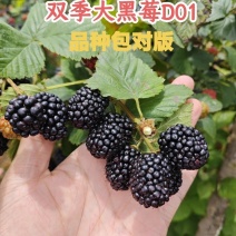 双季甜黑莓153组培小（D01)产量高甜度15品种保证