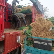 脱水葱正在装车有需要脱水葱精品葱的可以联系