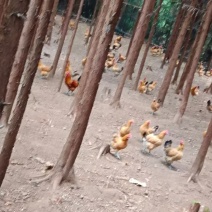 农村土鸡蛋