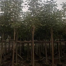 红花风铃木