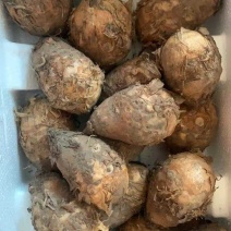 东北吉林独角莲种子/丁独豆种子批发零售