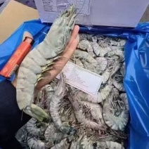 黑虎虾全规格
