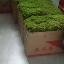 大灰苔藓