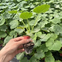 贝贝南瓜苗现货30000株（成都简阳）
