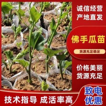佛手瓜苗大量上市，价格实惠品质保证欢迎电话联系！