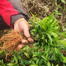 沉香芽苗