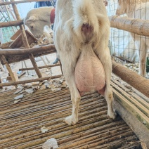 现挤现卖鲜羊奶，***，甘甜适口，无膻味儿！榆垡，东麻