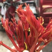 香椿一手货源大量供应市场质量保证