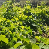 粉防己苗，一年生露天野生苗，根径大