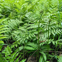 野生《水蕨菜》