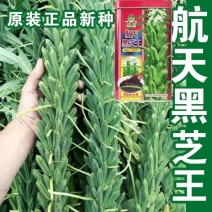 芝麻种子抗病抗倒耐旱耐渍芝麻种子产量高耐重茬含油高的芝麻