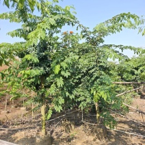 2603仪花树袋苗假植苗6-20cm落叶开花乔木