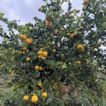 广东香水柠檬☞电商果
