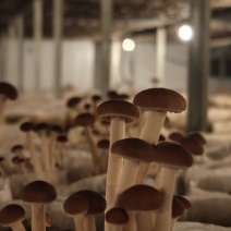 源头种植基地发货，新鲜出炉，价格实惠。