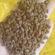 八棱海棠种子