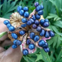 赤芍籽
