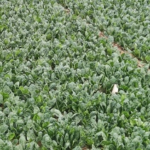 我要出售菠菜，有二十公分高
