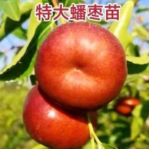 油蟠枣树苗嫁接耐寒树苗适合南北方种植盆栽地栽庭院种植