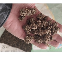 猫爪草
