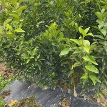 安福金兰柚苗现挖