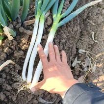 本人有二万斤大葱