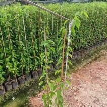炮仗花80~1.5米大量出售