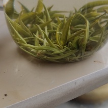 湘西黄金茶