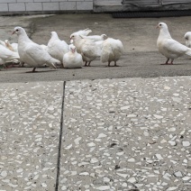 鸽血