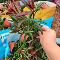 绿化苗木山桃草基地批发！提供技术支持