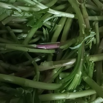 野藜蒿