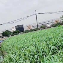 甜麦菜